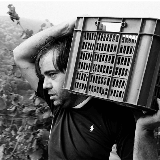 Guímaro's Pedro Rodriguez harvesting grapes