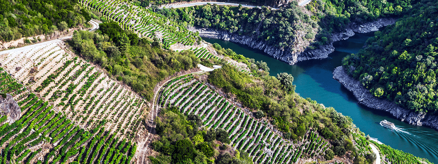 Guímaro's Vineyards