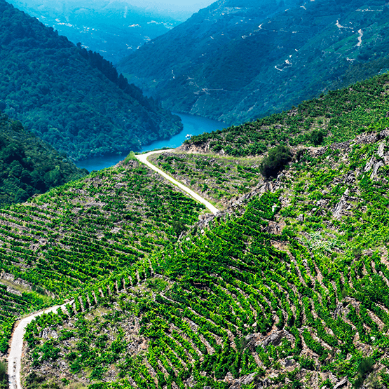 Guímaro's vineyards