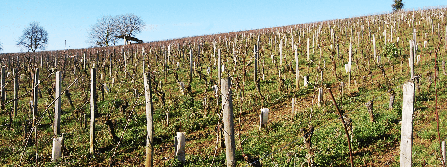 Henri Perusset vineyard rows