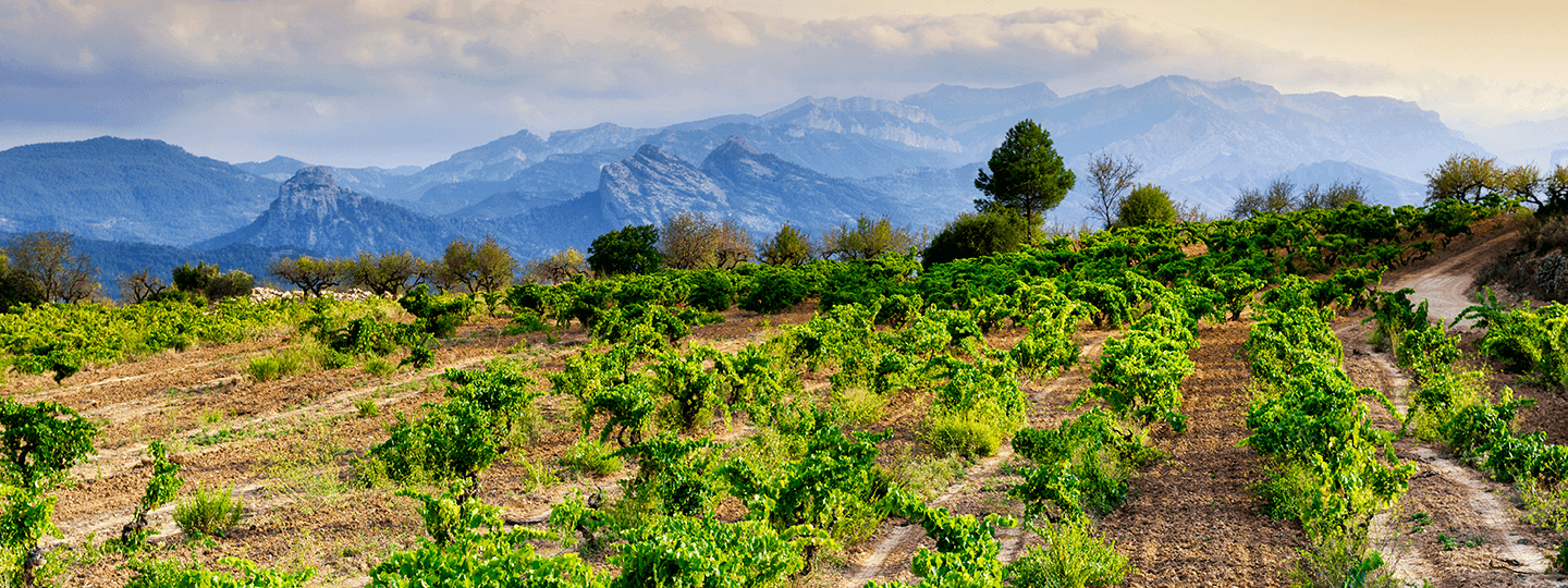 Herencia Altés' Vineyards 