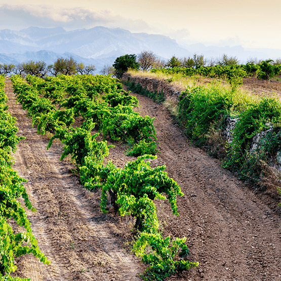 Herencia Altés Vineyards