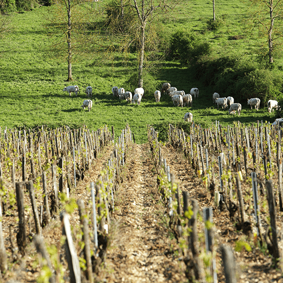 Isabelle et Denis Pommier vineyards and sheep