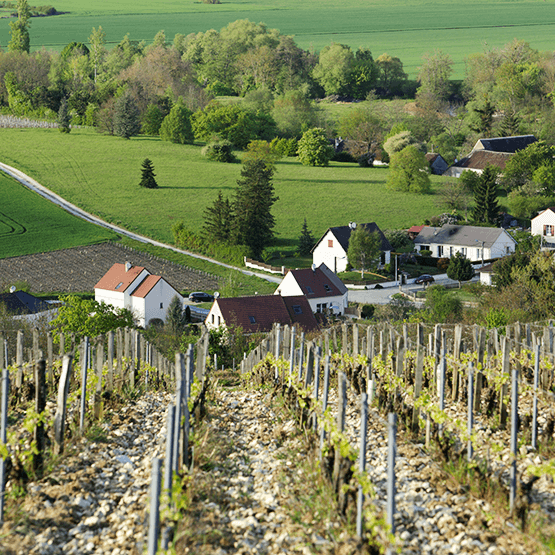 Isabelle et Denis Pommier vineyards