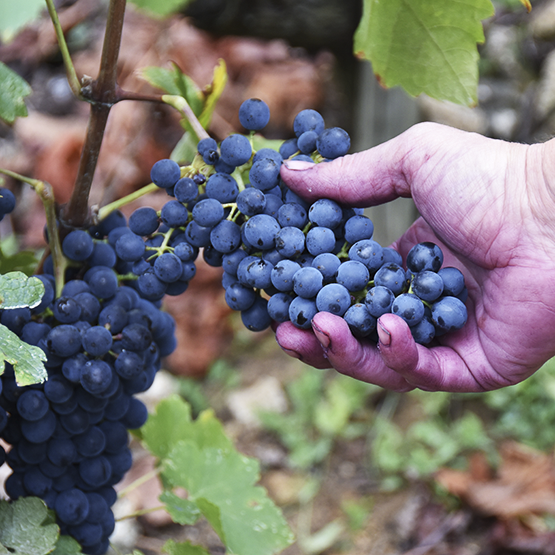 JL Chave's grape clusters