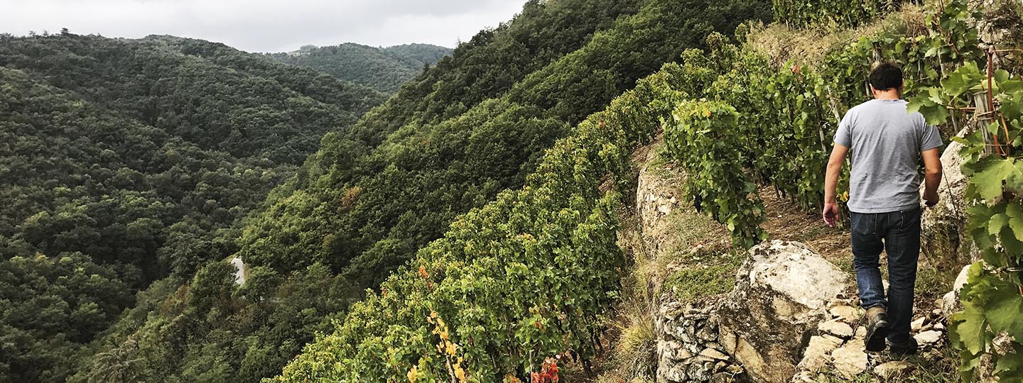 JL Chave's Vineyard Slopes