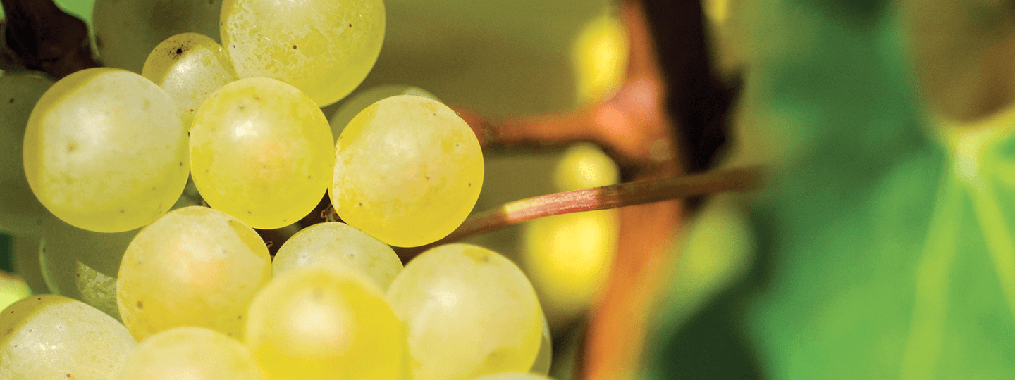 Kumeu River chardonnay cluster