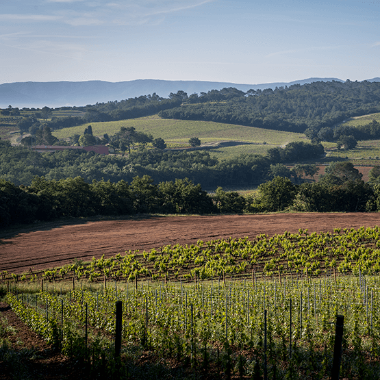 La Bernarde's vineyards