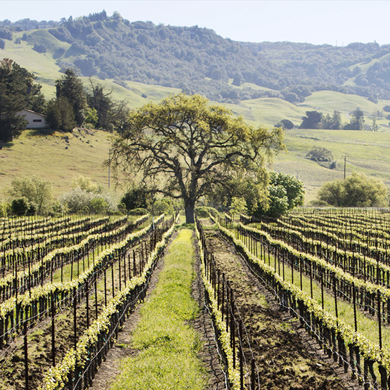 La Follette's vineyard rows