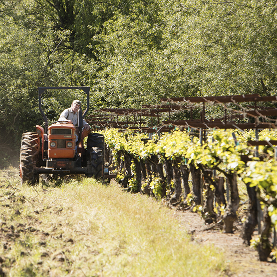 La Follete's vineyard work with tractor
