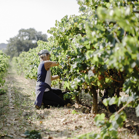 Le Clos du Caillou vineyard work