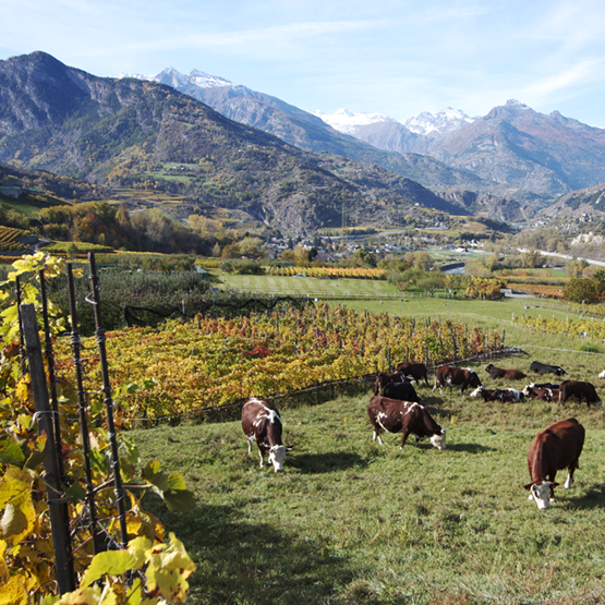 Les Crêtes Vineyards with Cows