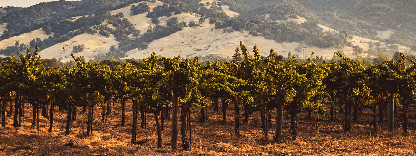 Lioco's Vineyards