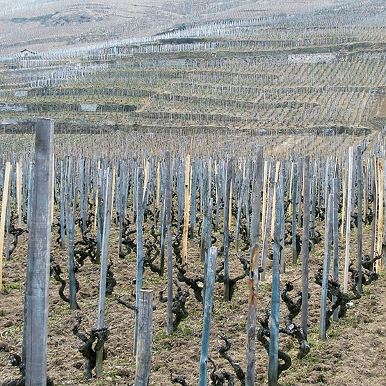Domaine Lionnet Vineyards