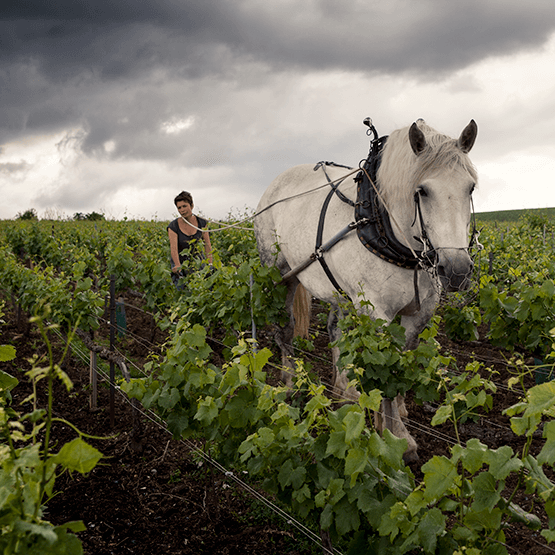 Louis Roederer vineyards plowed by horses