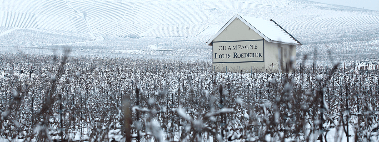 Champagne Louis Roederer's Vineyards in Snow