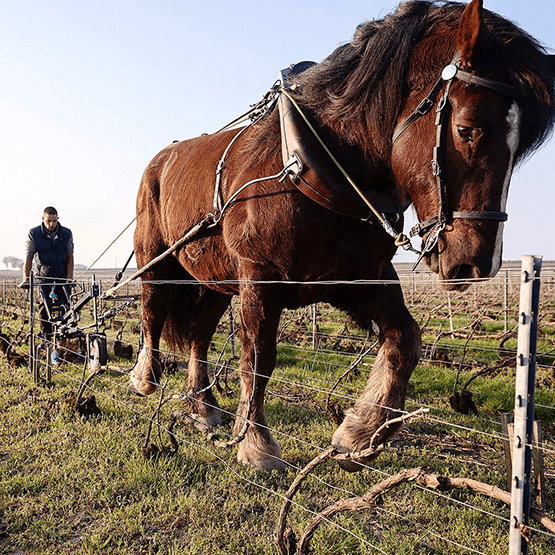 Horse ploughed vineyards at Champagne Marguet