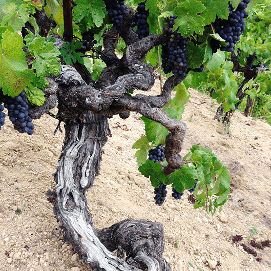 Martinelli's Old Vines