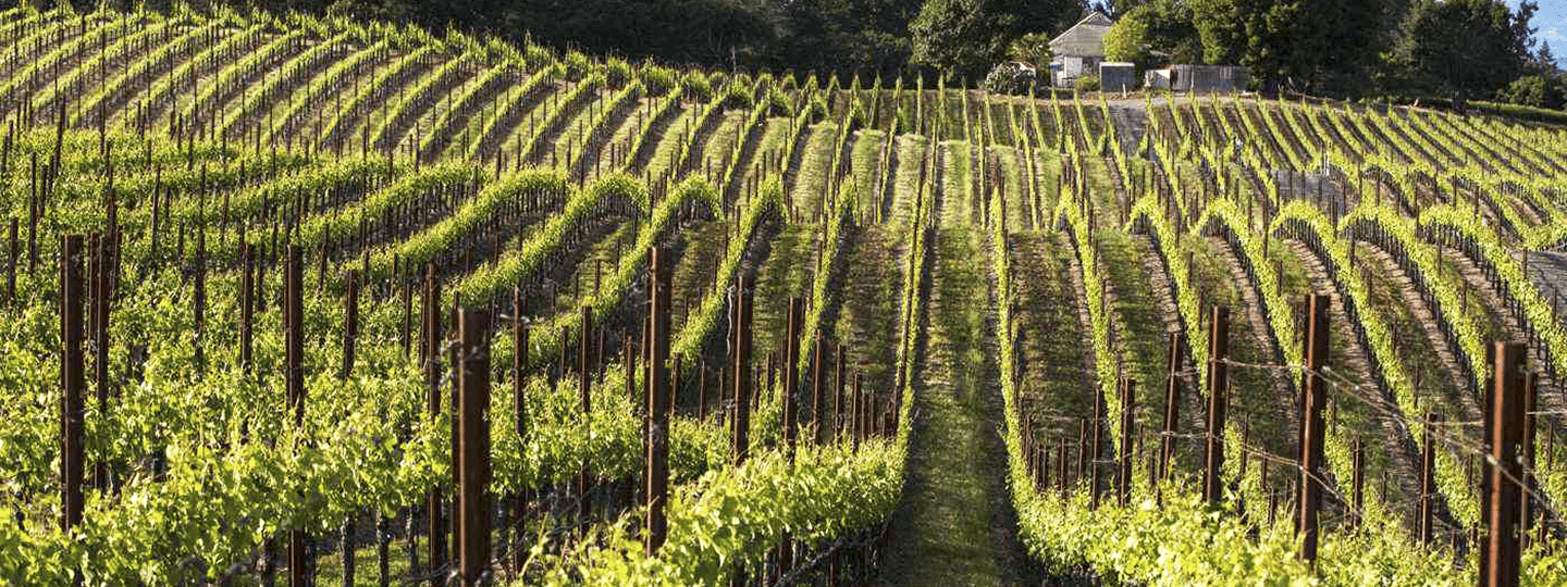 Martinelli Vineyard Rows