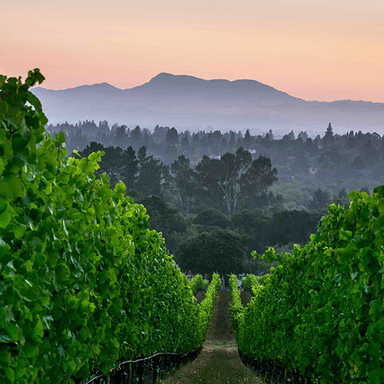 Martinelli Vineyard Rows at Sunset