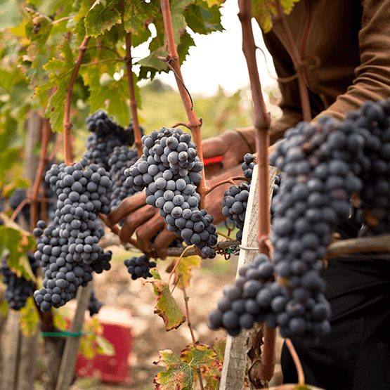 Hand harvesting grapes at Monetraponi