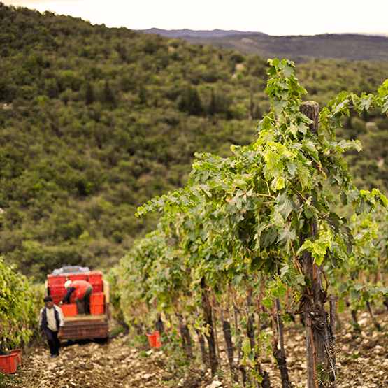 Monteraponi's vineyards during harvest