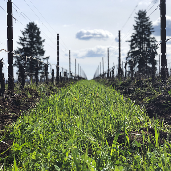 Morgen Long's Seven Springs Vineyard with cover crops