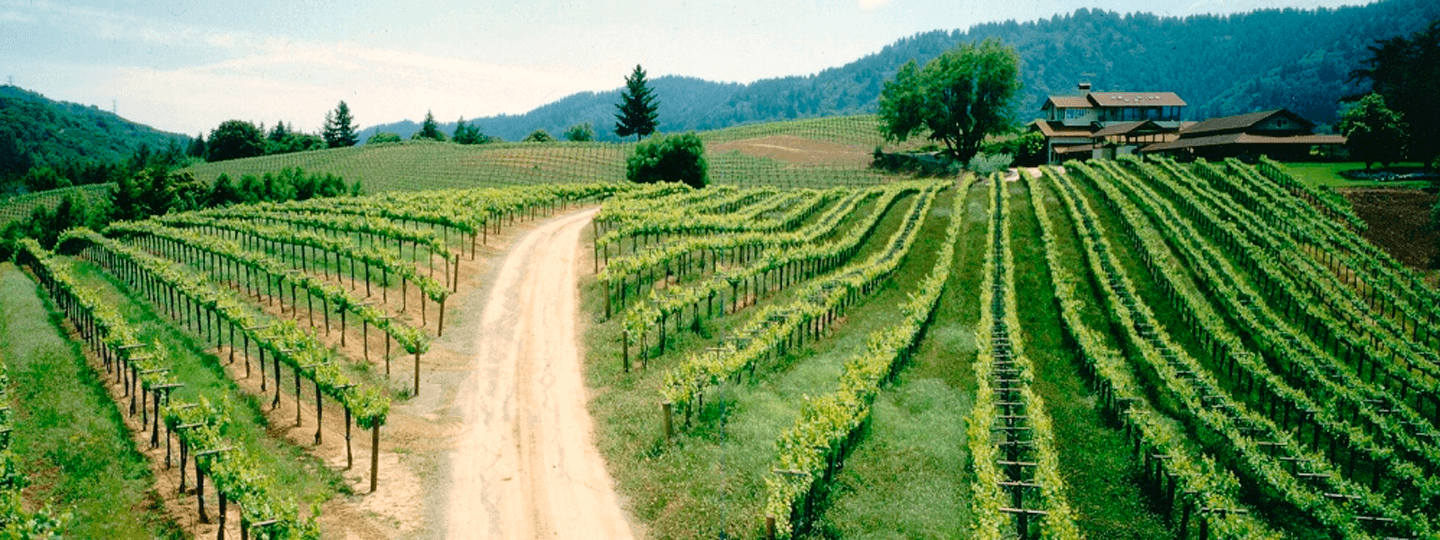 Mount Eden's vineyard panorama