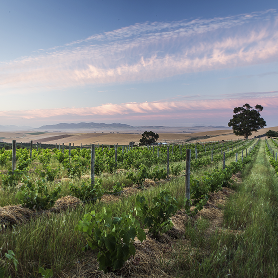 Kloof Street's Vineyards