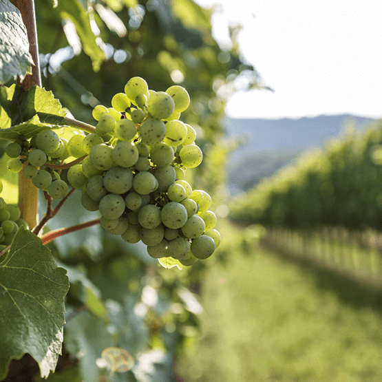 Nigl's grape cluster on the vine