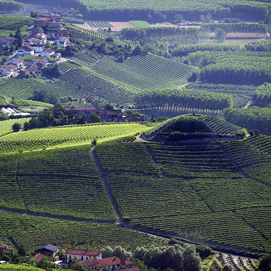 Panorama of Oddero's vineyards