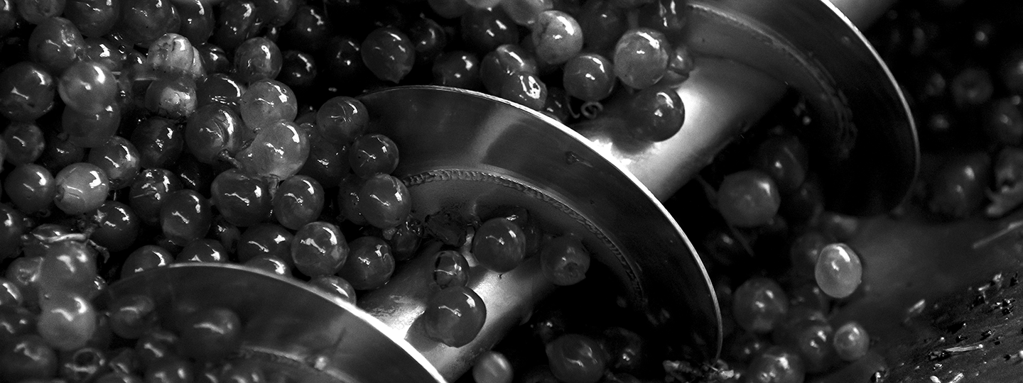 Bodegas Ossian crushing grapes