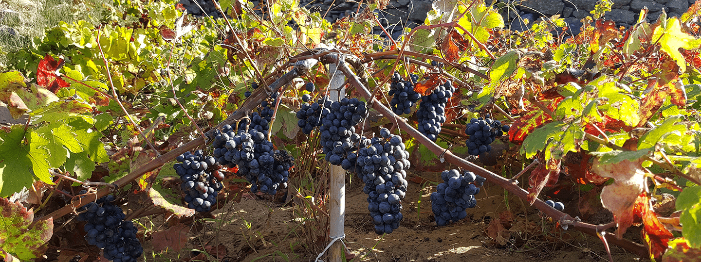 Paulo da Silva's old vines