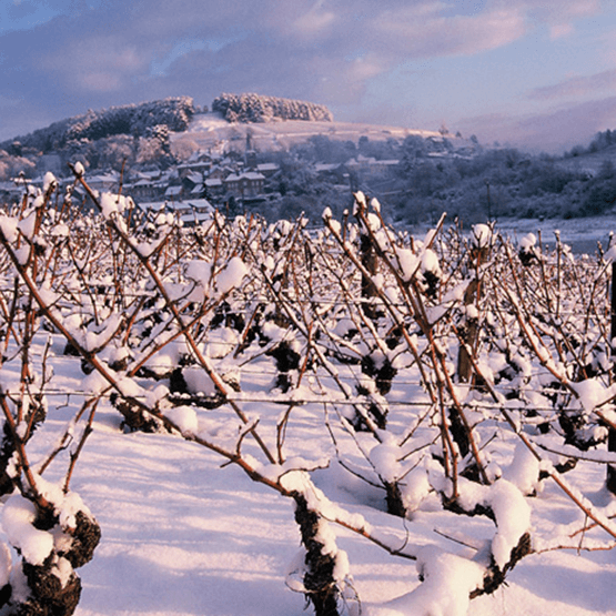 Pavelot's vineyards in Winter