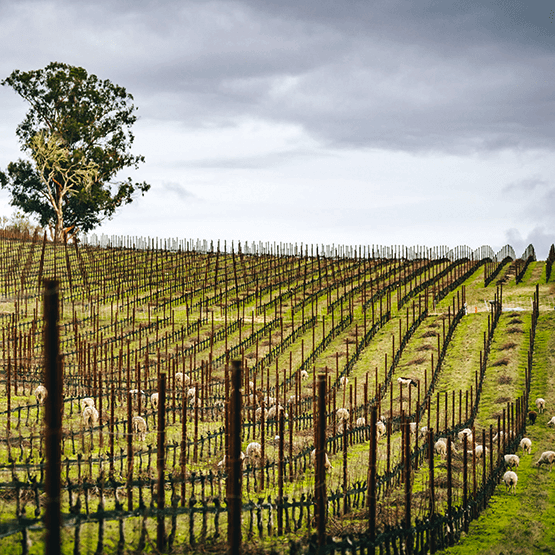 Peay's vineyards with sheep