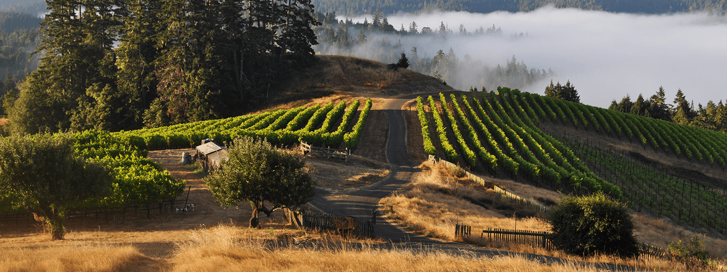 Cep Vineyards Panorama