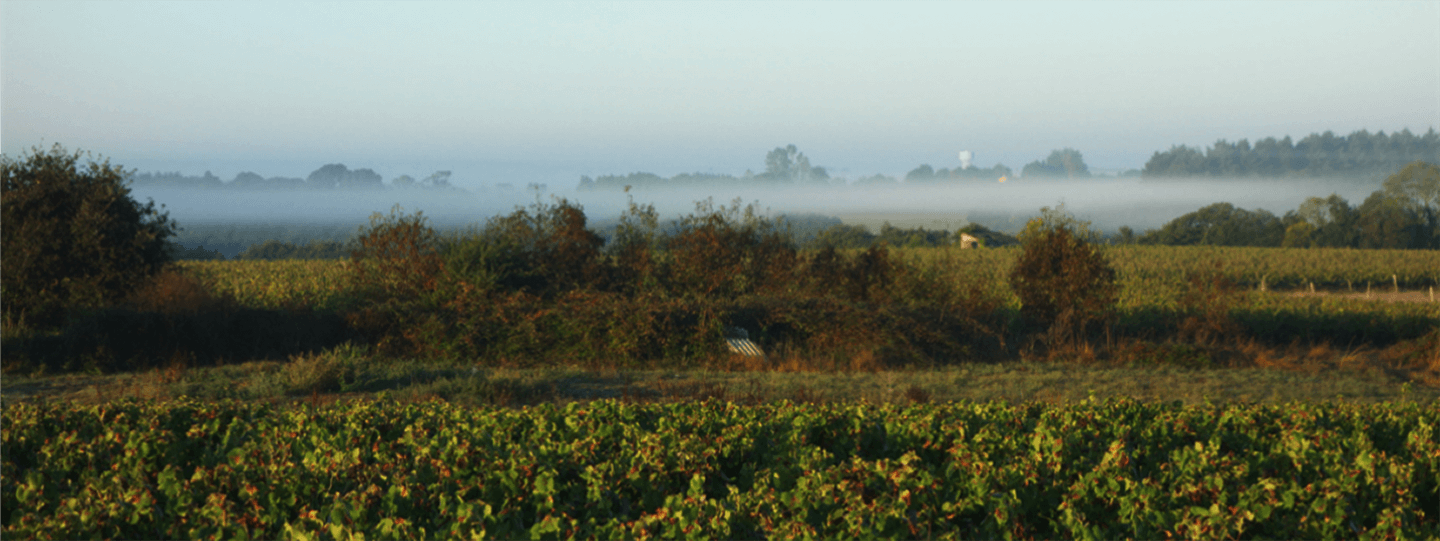 La Pépière's Vineyards with Fog