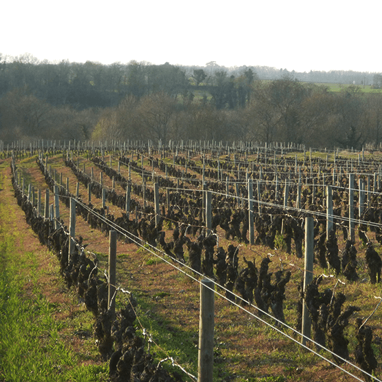 La Pépière's Vineyard Rows