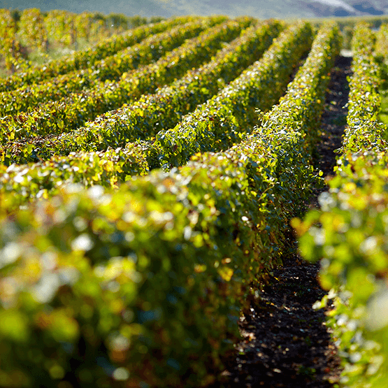 Pol Roger's vineyard rows