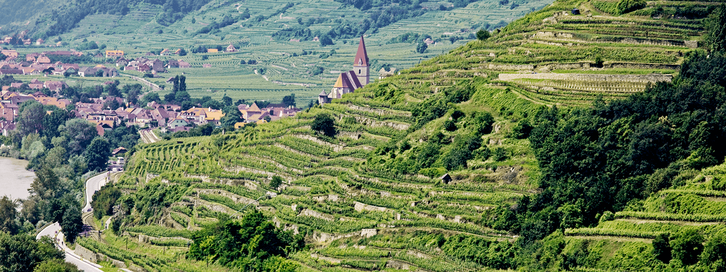 Prager's terraced vineyards