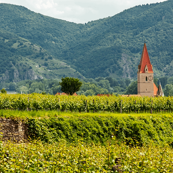 Prager vineyards and clocktower