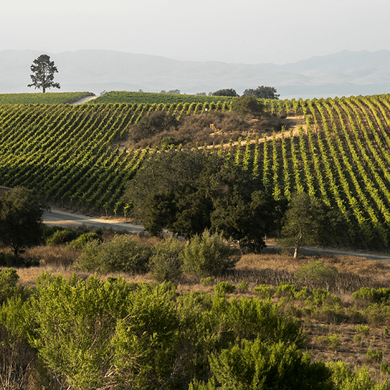 Presqu'ile vineyards