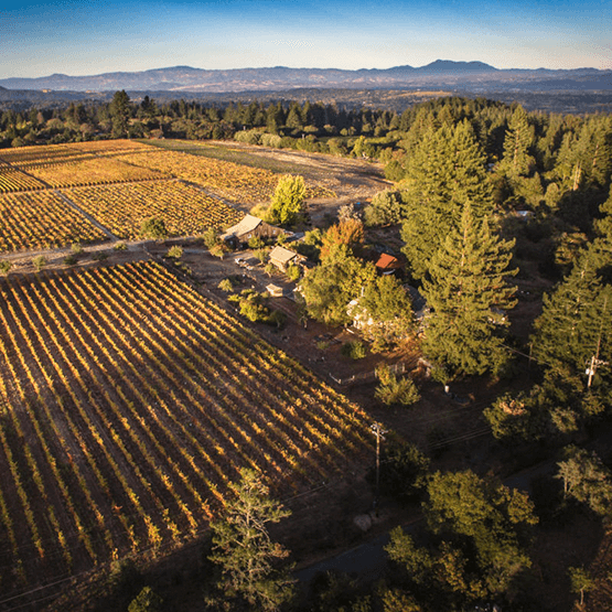 County Line's Vineyards