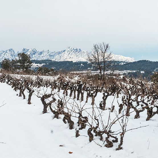Raventos' Vineyards in Winter