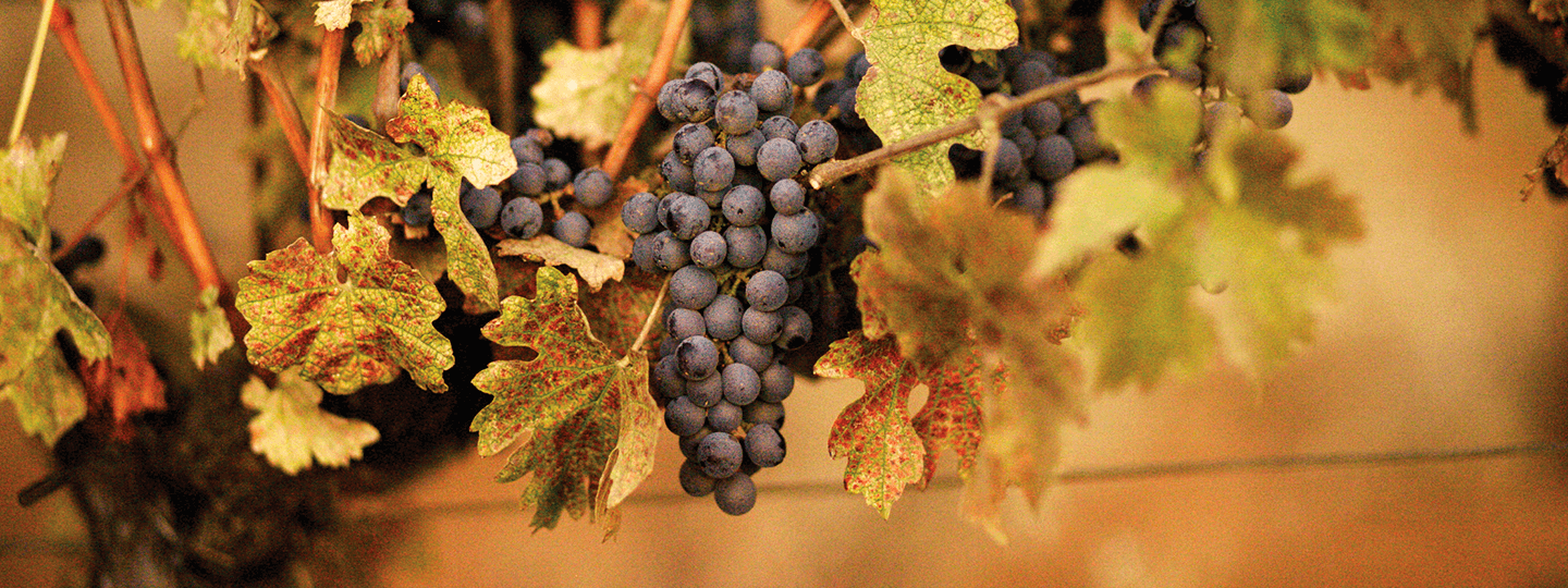 Ridge's grape cluster