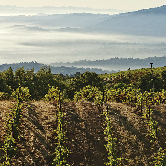 Ridge's Monte bello Vineyards 