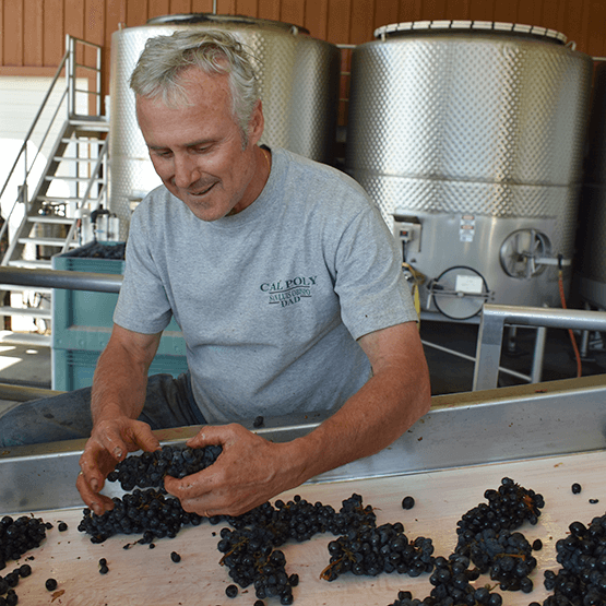 Robert Biale's Winery's Sorting Table