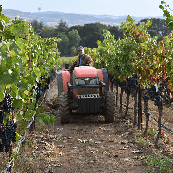 Robert Biale's vineyard work with tractor