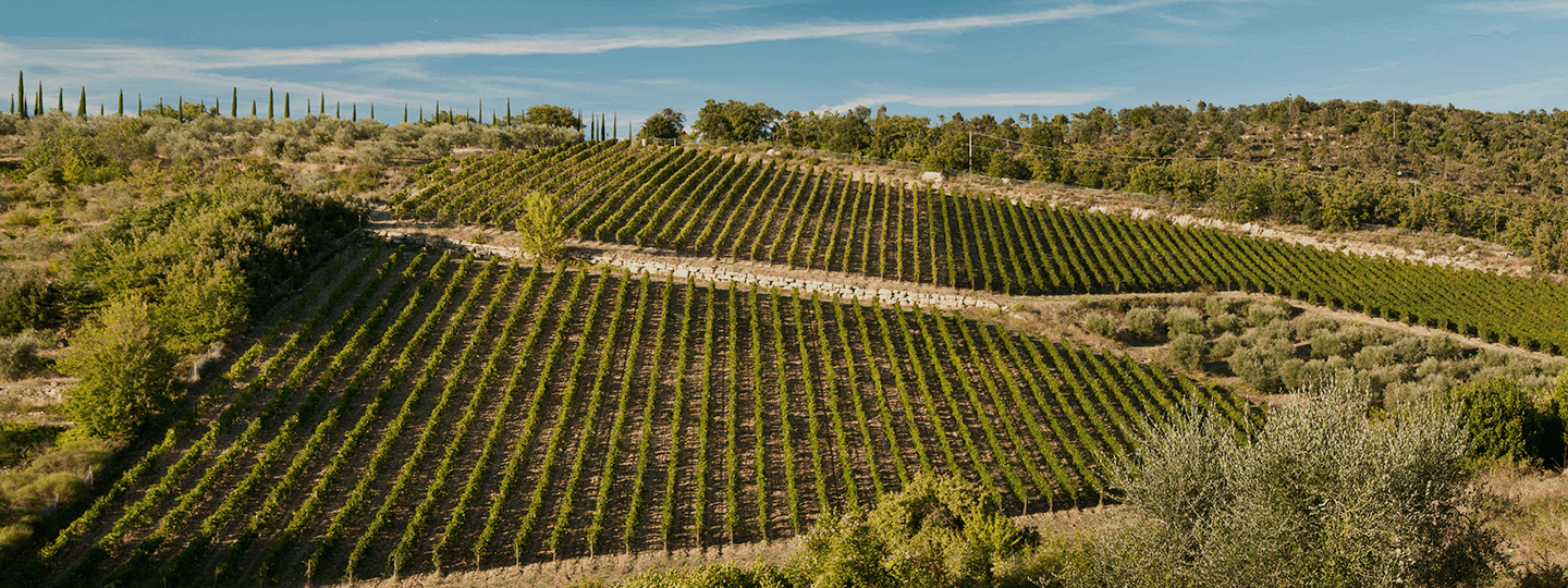 Rocca di Montegrossi's Vineyards