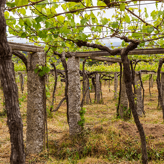 Bodegas Forjas del Salnes Leirana's pergola trained vines